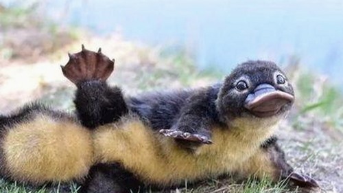 揭秘娱乐圈吃瓜真相：那些幕后风云与传奇女性