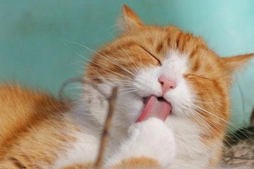 体操冠军吴柳芳恋爱期间出轨事件引热议，前男友实名曝光不雅聊天记录